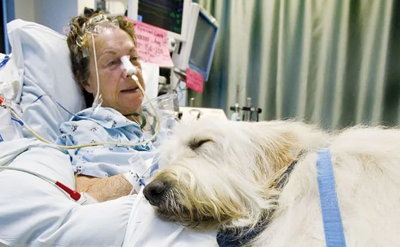Cet hôpital permet à votre chien de vous visiter, parce que les câlins sont le meilleur médicament