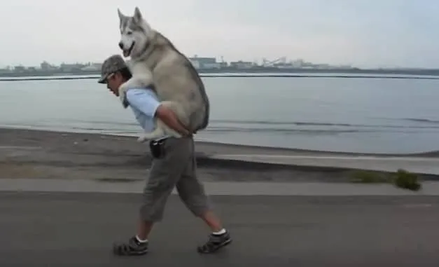 Cet humain laisse sa chienne lui grimper sur le dos lorsqu’elle est trop fatiguée pour terminer leur promenade.