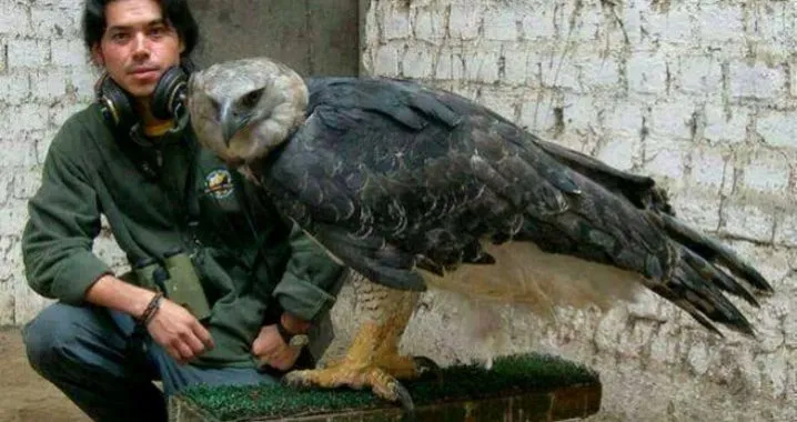 Cet imposant oiseau est l’un des plus gros au monde et l’énerver est une très mauvaise idée.