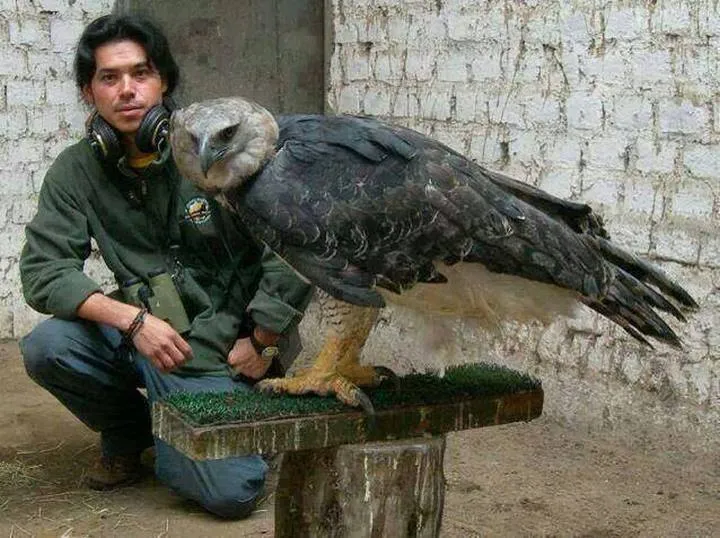 Cet imposant oiseau est lun 01s