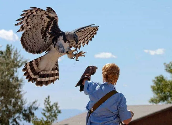 Cet imposant oiseau est lun 02s