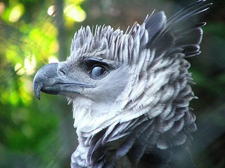 Cet imposant oiseau est lun 05s