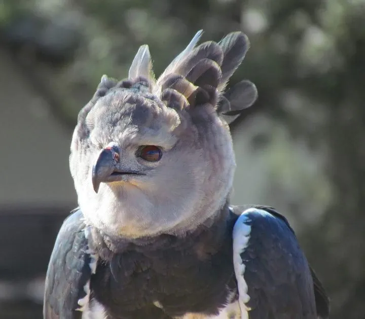 Cet imposant oiseau est lun 06s