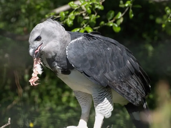 Cet imposant oiseau est lun 07s