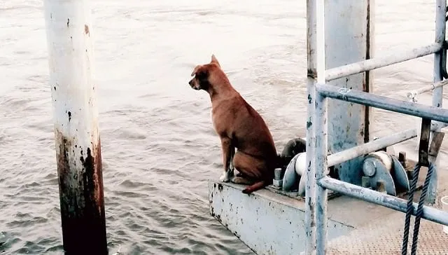 Cette chienne est tombée à l’eau, et a attendu que ses maîtres viennent la chercher, en vain.