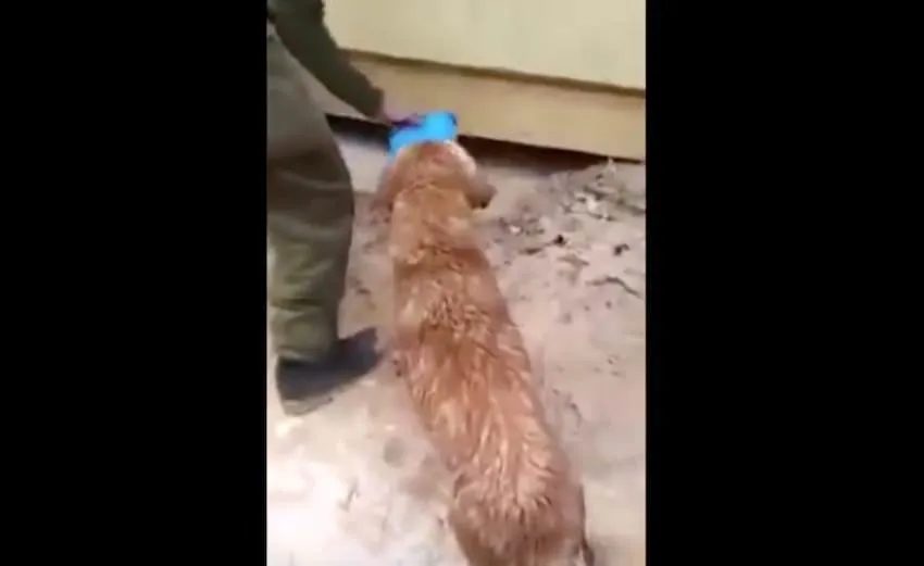 Cette chienne s’aventure sous la maison inondée. Regardez bien sa gueule lorsqu’elle en émerge…