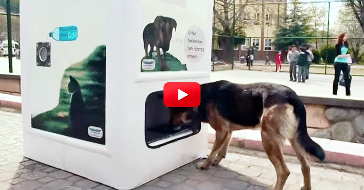 Cette machine nourrit les chiens errants en échange de bouteilles recyclables ! Quelle idée géniale !