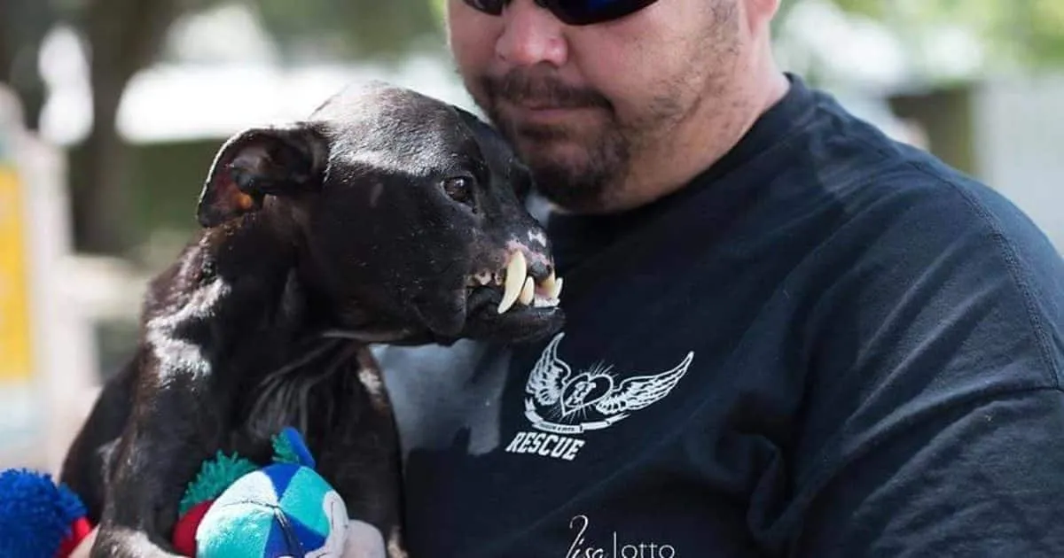 Cette pitbull a la moitié d’un visage, et tout l’amour du monde