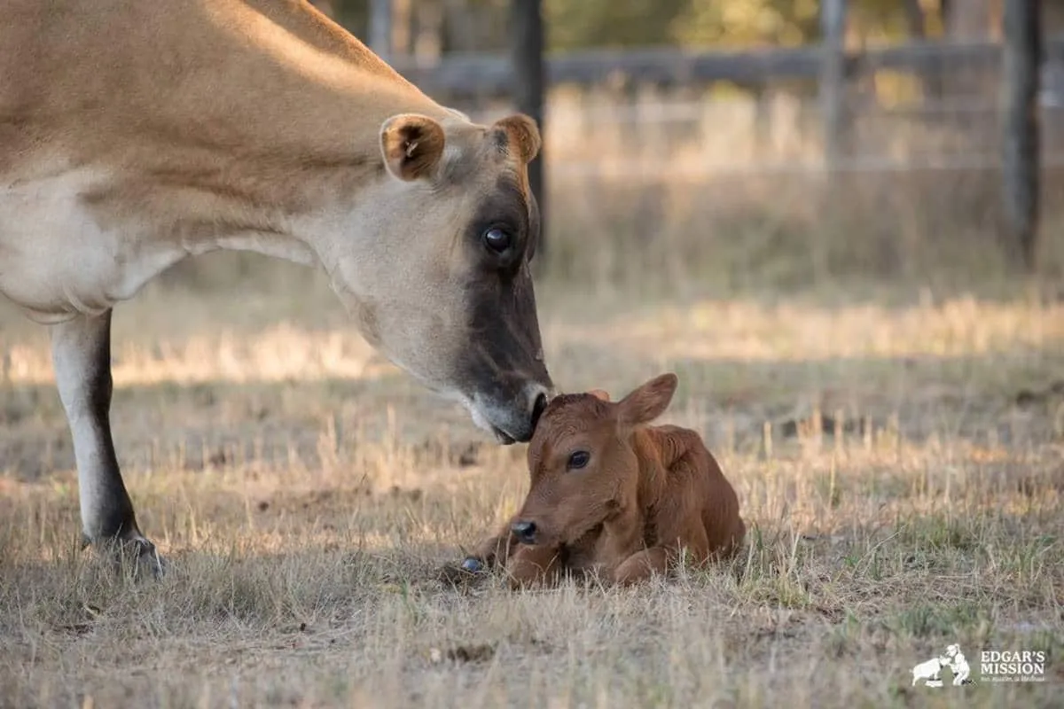 Maman vache fb
