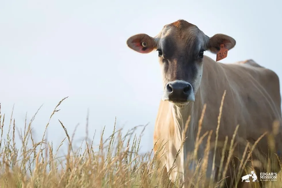 Maman vache 1