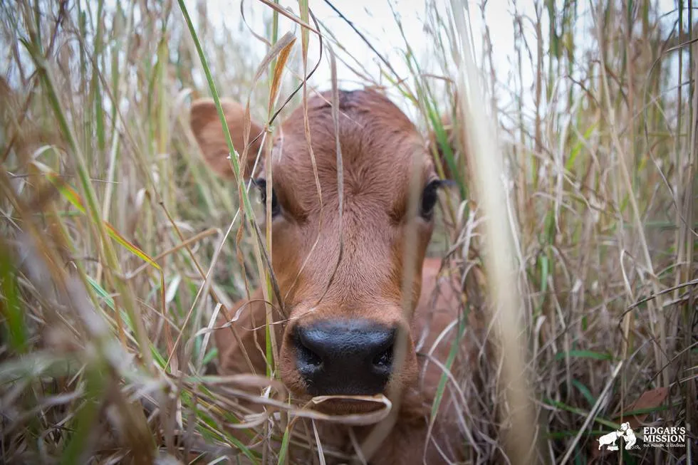 Maman vache 2