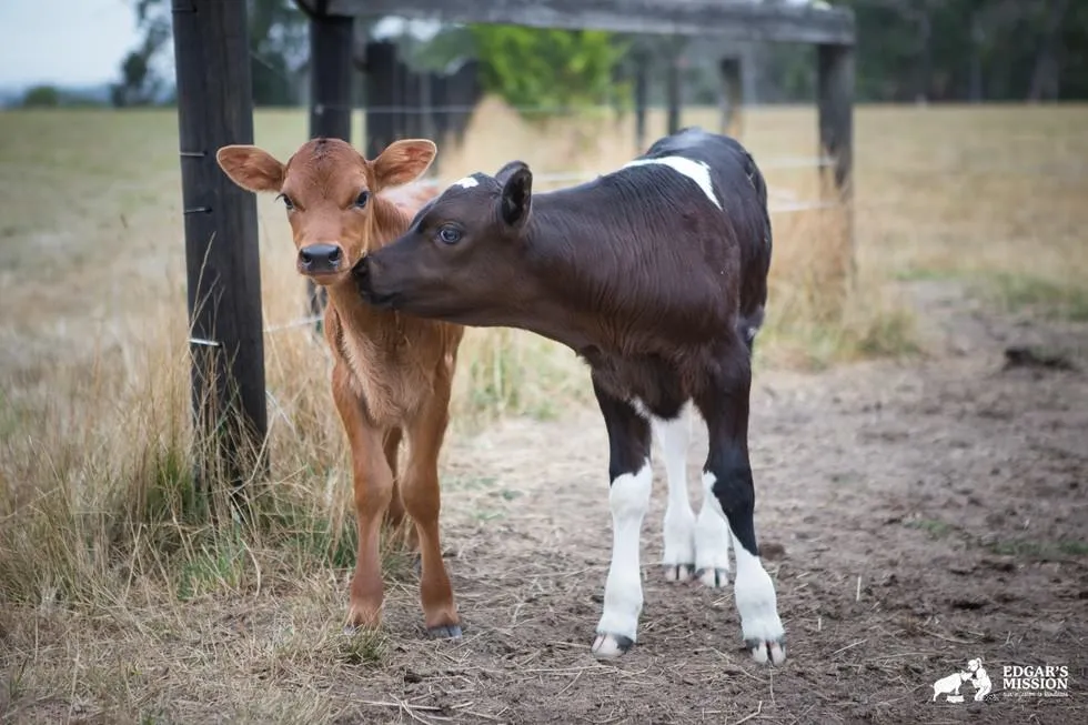 Maman vache 3