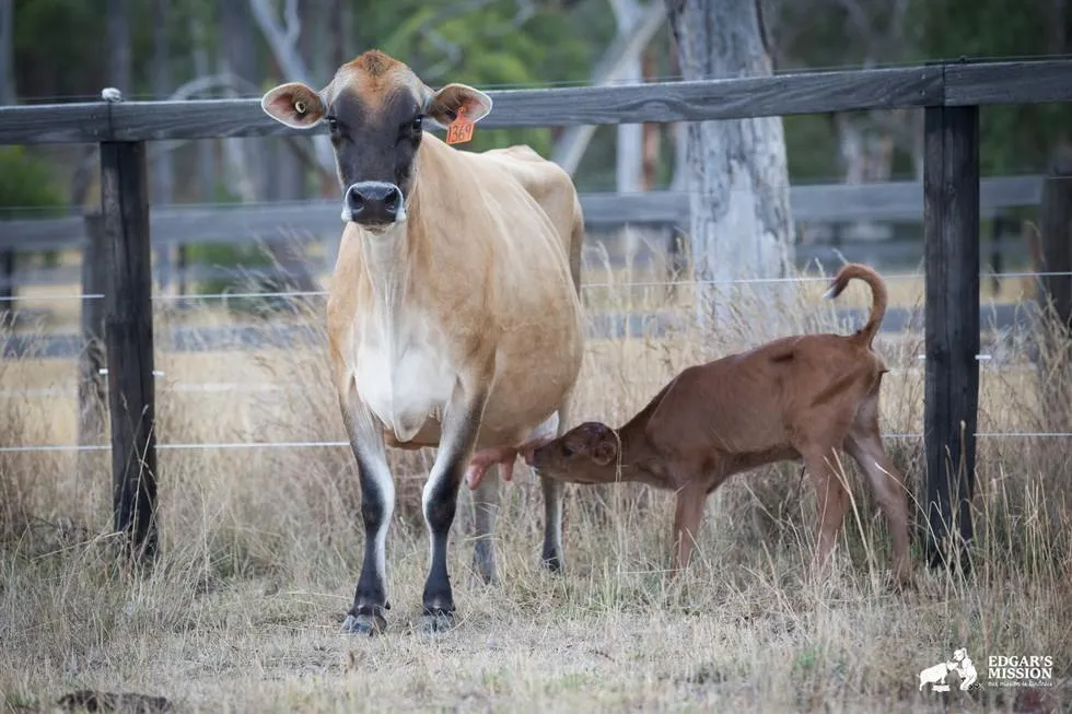 Maman vache 4