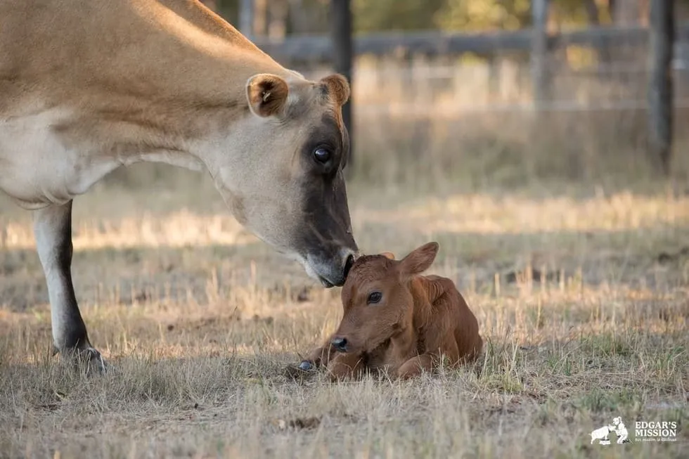 Maman vache 5