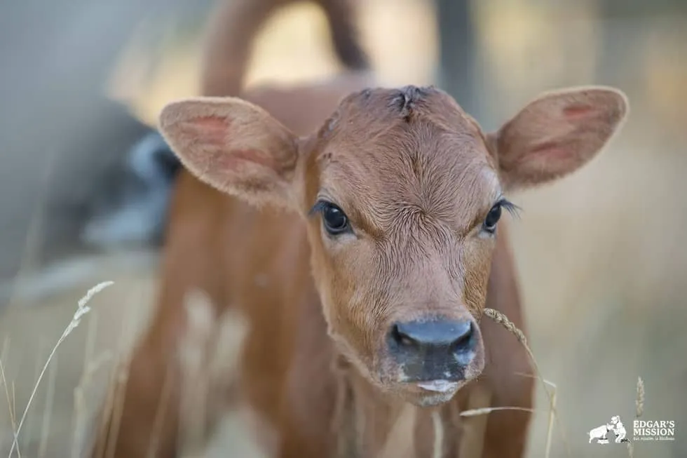 Maman vache 6