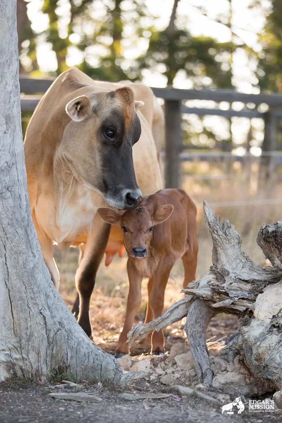 Maman vache 7