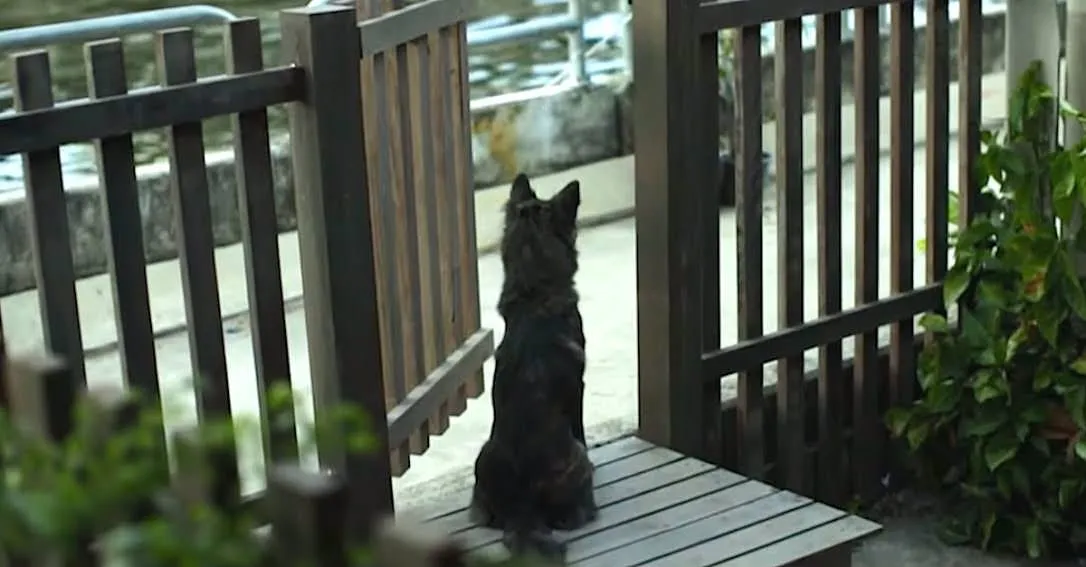 Chaque jour, ce chien attend, assis près de cette porte. Et regardez donc qui ne cesse de passer sans le voir…