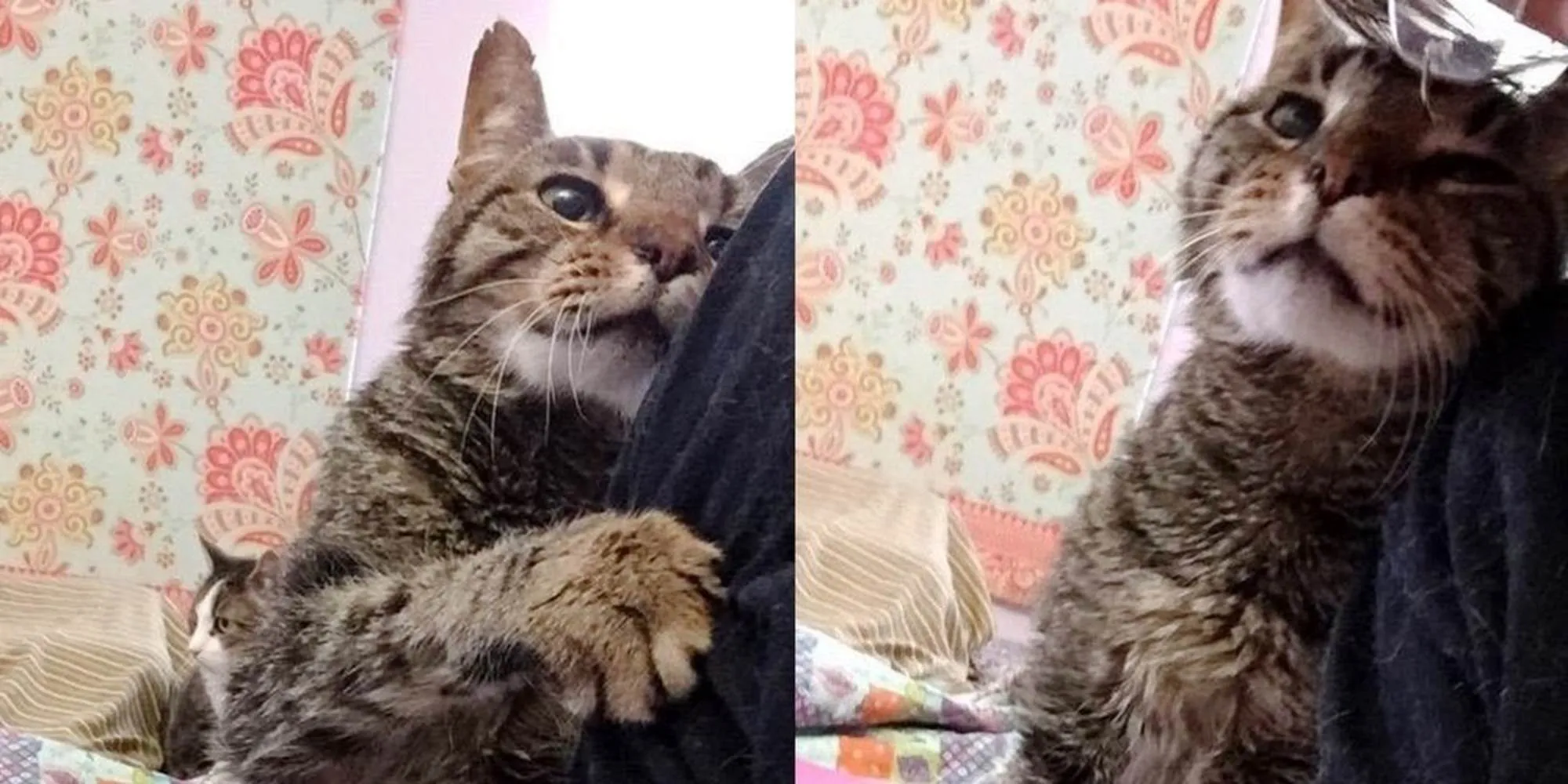 Un chat de 16 ans qui a perdu son seul foyer, dit à sa nouvelle famille qu’il est heureux d’être à nouveau aimé