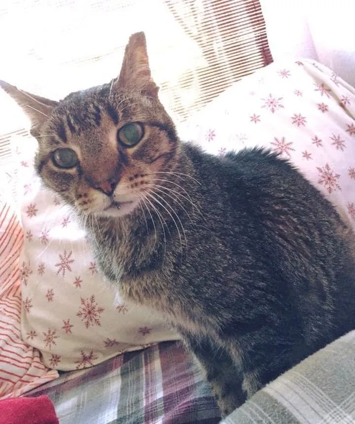 KITTY ADVENTURE RESCUE LEAGUE & SANCTUARY