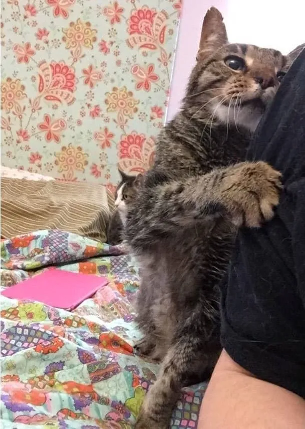 KITTY ADVENTURE RESCUE LEAGUE & SANCTUARY