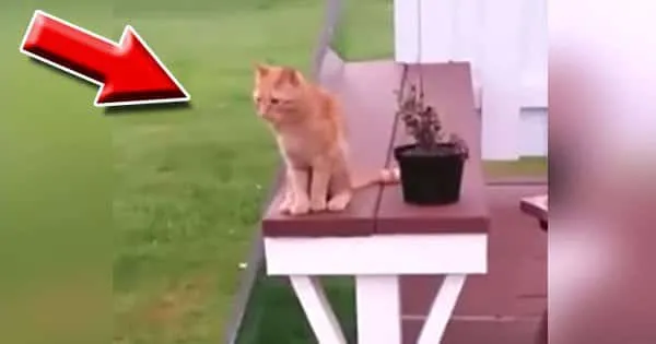 Elle filme son chat car personne ne la croyait ! Attendez de voir ce qu’il fait à 10 secondes !!! C’est à peine croyable !!