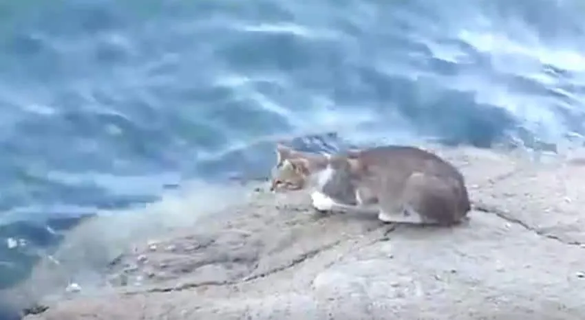 Ils sont juste en train de filmer ce chat quand soudain… Waouh !