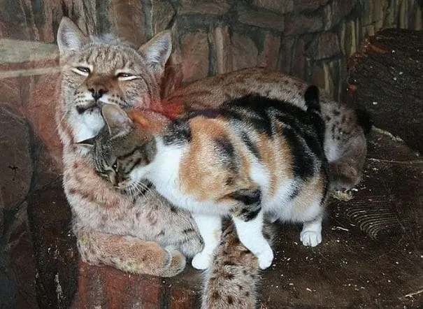 Ce Chat Errant Se Faufile Dans Un Zoo. Ce qu’il Y Fait Ensuite Est Incroyable.
