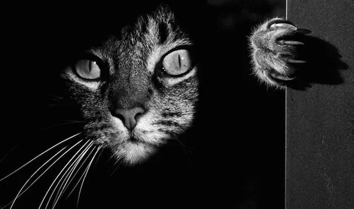 La Vie Mystérieuse des Chats au Travers de Somptueuses Photos en Noir et Blanc.