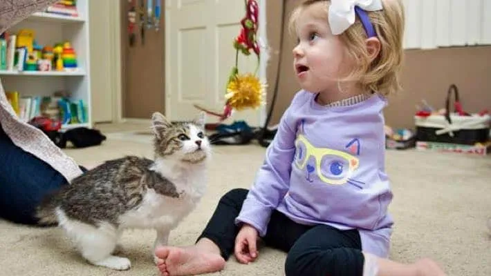 Cette chatte à 3 pattes adoptée par une petite fille amputée partage avec elle un lien spécial