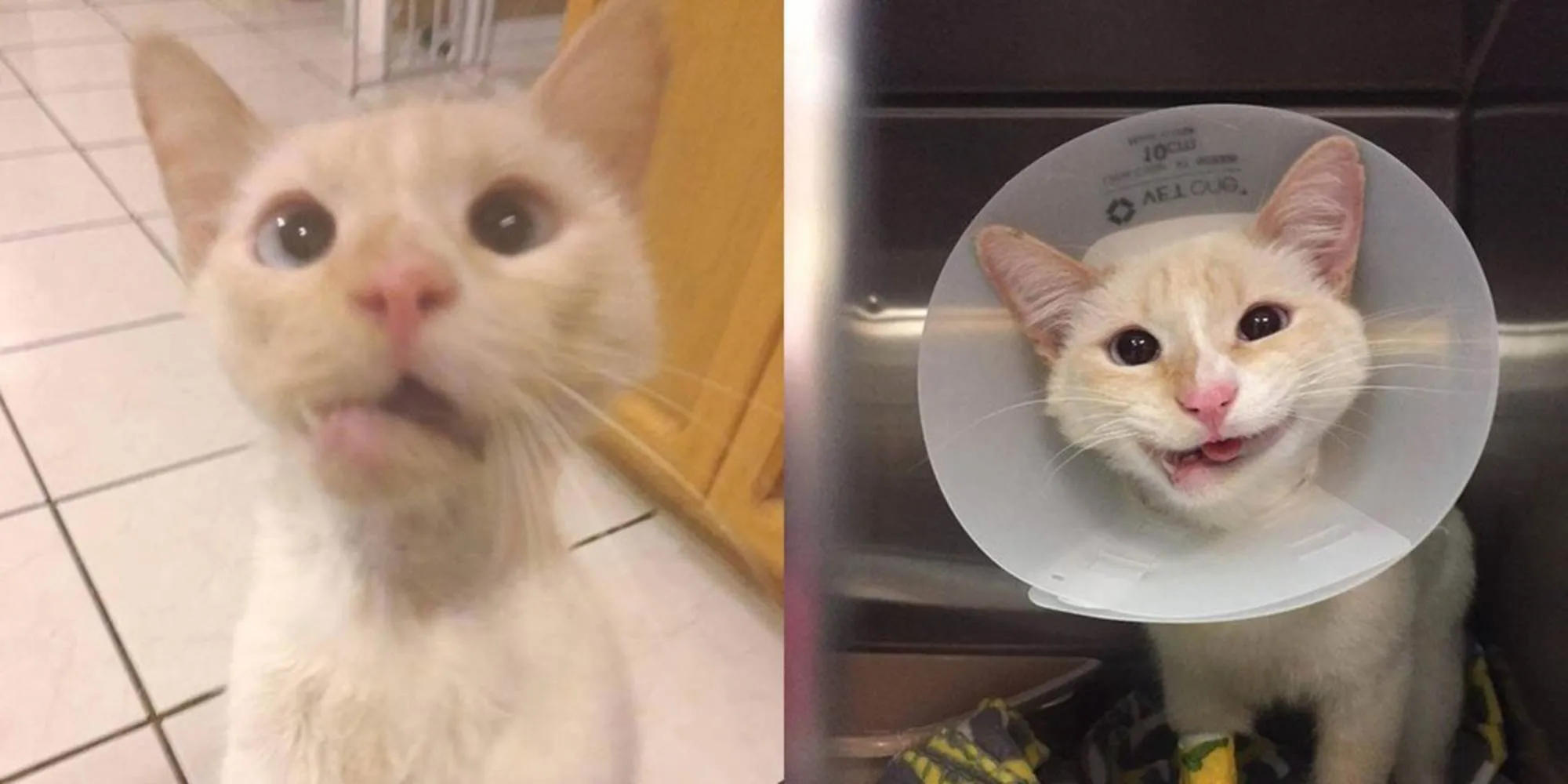 Une chatte secourue transforme sa mâchoire tordue en un magnifique sourire.