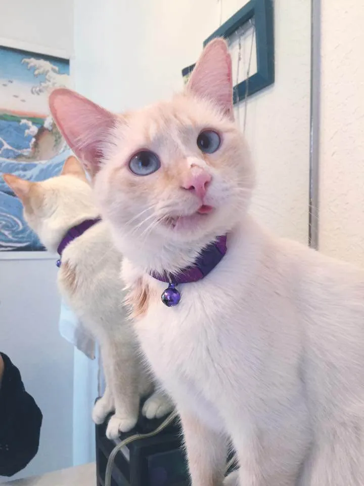 CRYSTAL TATE AT DUCHESS- THE MIRACLE KITTY