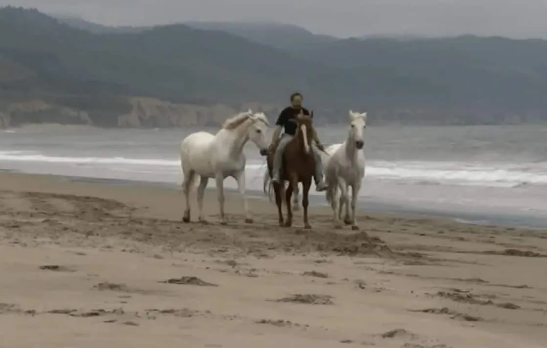 Il amène ses chevaux à la plage. Mais ce qu’ils font alors sur place m’a totalement soufflé ! C’est vraiment incroyable !