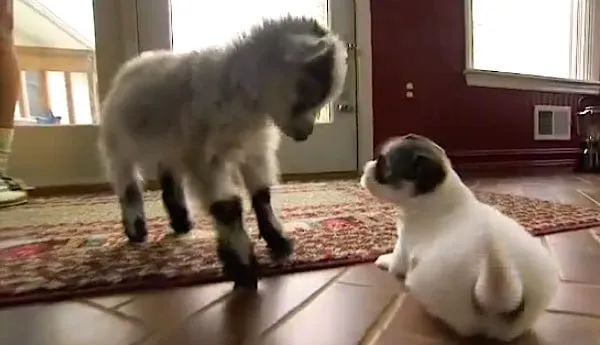 Un chevreau rencontre des chiots pour la première fois et fait la chose la plus drôle pour les inviter à jouer!
