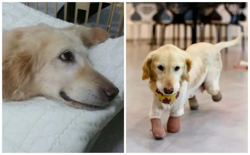L’histoire de cette femelle golden retriever tenace, qui a perdu ses quatre pattes, émeut la planète.