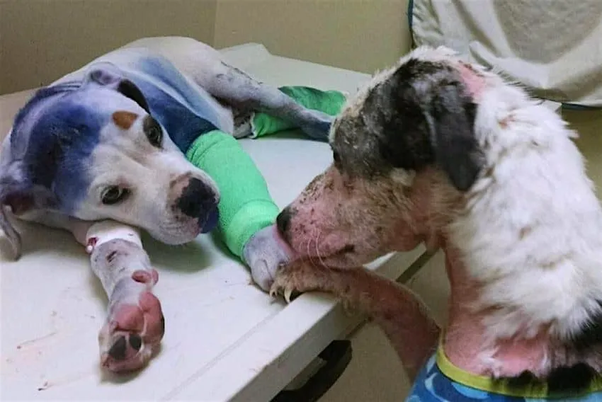Ce que ce chien convalescent fait lorsqu’il repère un autre chien dans le besoin va vous briser le coeur