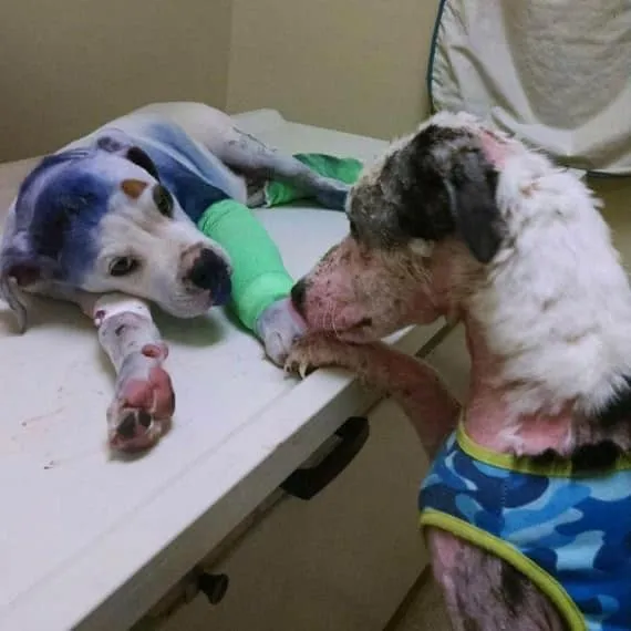 Ce_que_ce_chien_convalescent-01