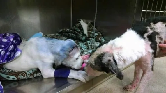 Ce_que_ce_chien_convalescent-02