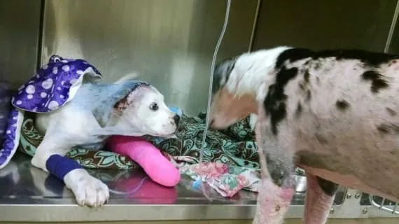 Ce_que_ce_chien_convalescent-04