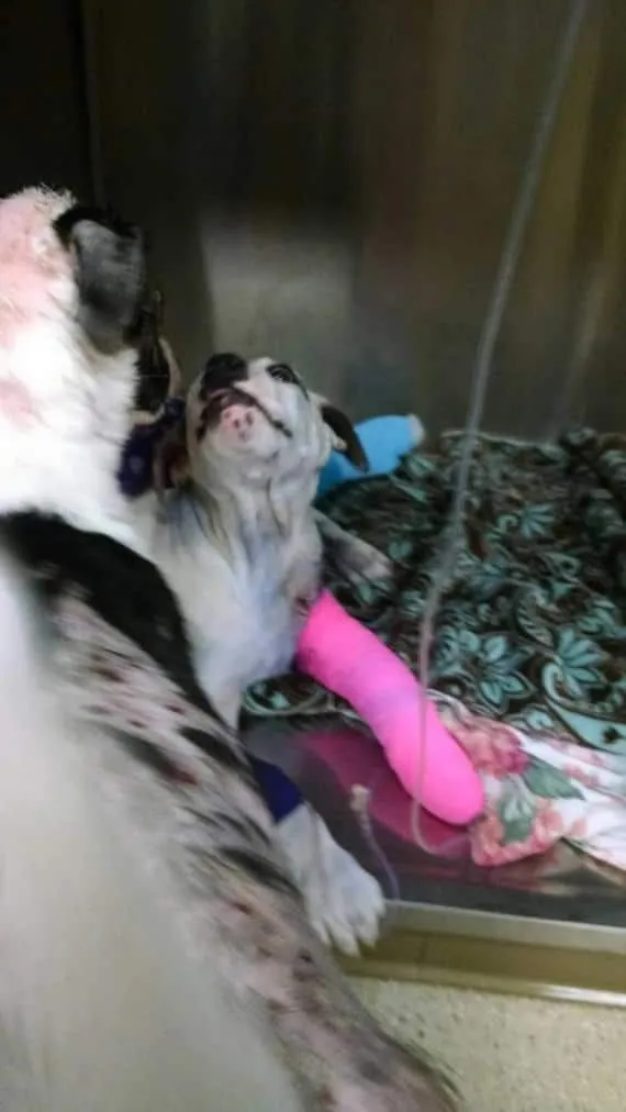 Ce_que_ce_chien_convalescent-05