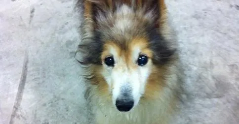 Un Chiot Dans le Besoin se Dirigea Vers un Homme pendant son Travail. Ce qui a Suivi m’a Bouleversé.