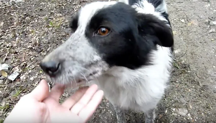 La Réaction De Ce Chien Quand Il A Été Retrouvé Dans Les Bois Est Quelque Chose Que Vous Devez Voir. Oh Mon Dieu!