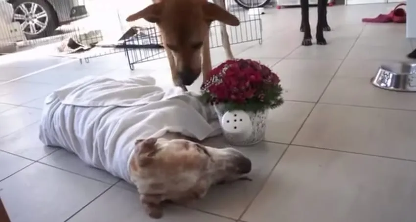 Ce pauvre chien solitaire et mourrant avait un dernier souhait: être enfin aimé.