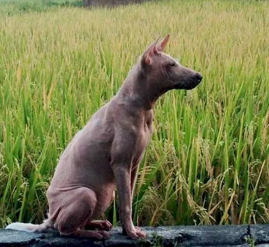Acid Cow