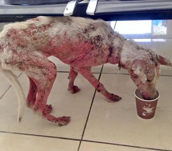 Acid Cow