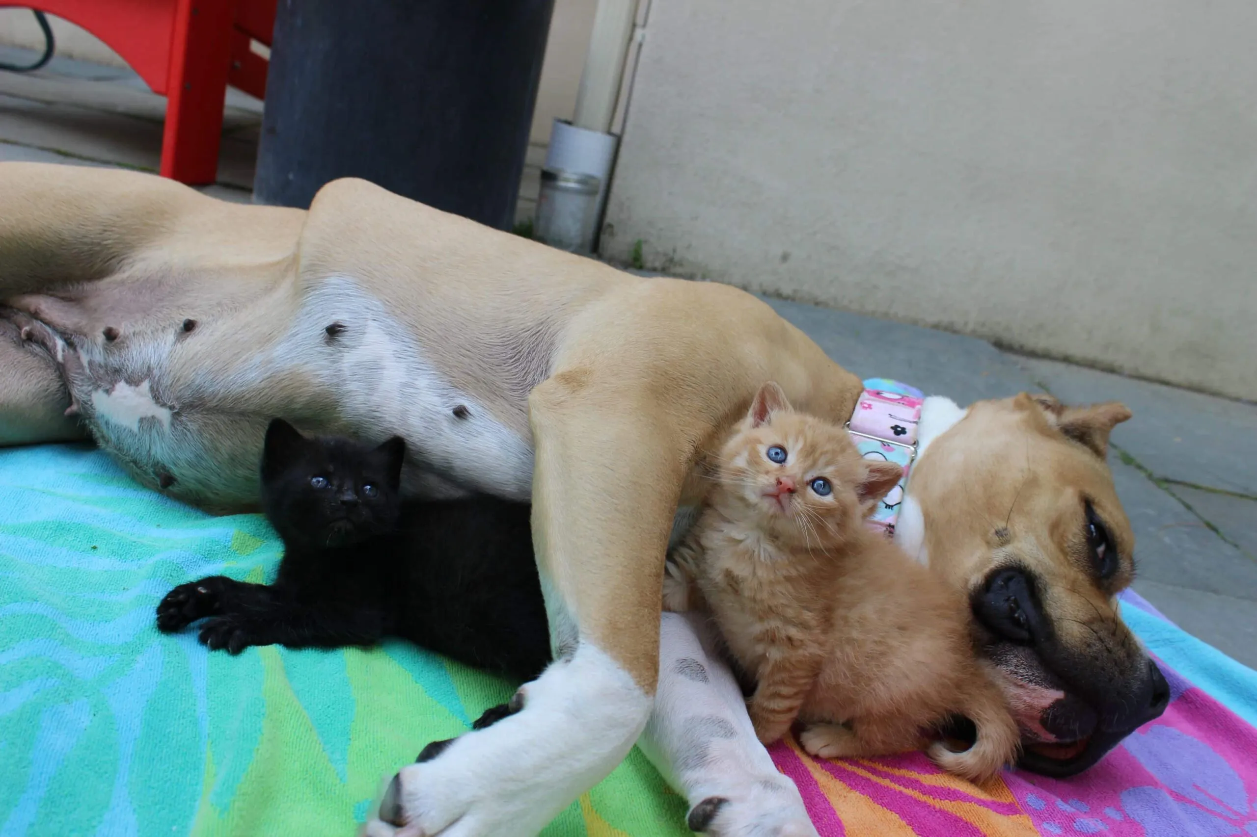 Une chienne adoptée élève des chatons.