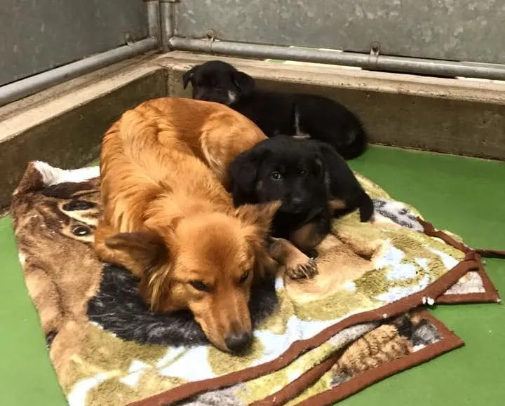 Barkers Pet Motel and Grooming/Facebook