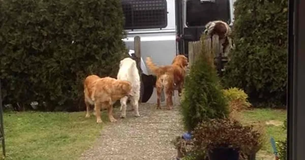 Dès que Maman rentre à la maison, ses chiens se mettent au garde à vous, et se préparent à faire quelque chose d’incroyable… et d’adorable !