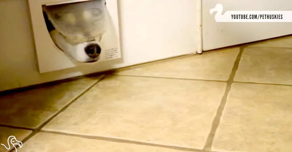 Ces chiens utilisent des chatières et le résultat est hilarant !
