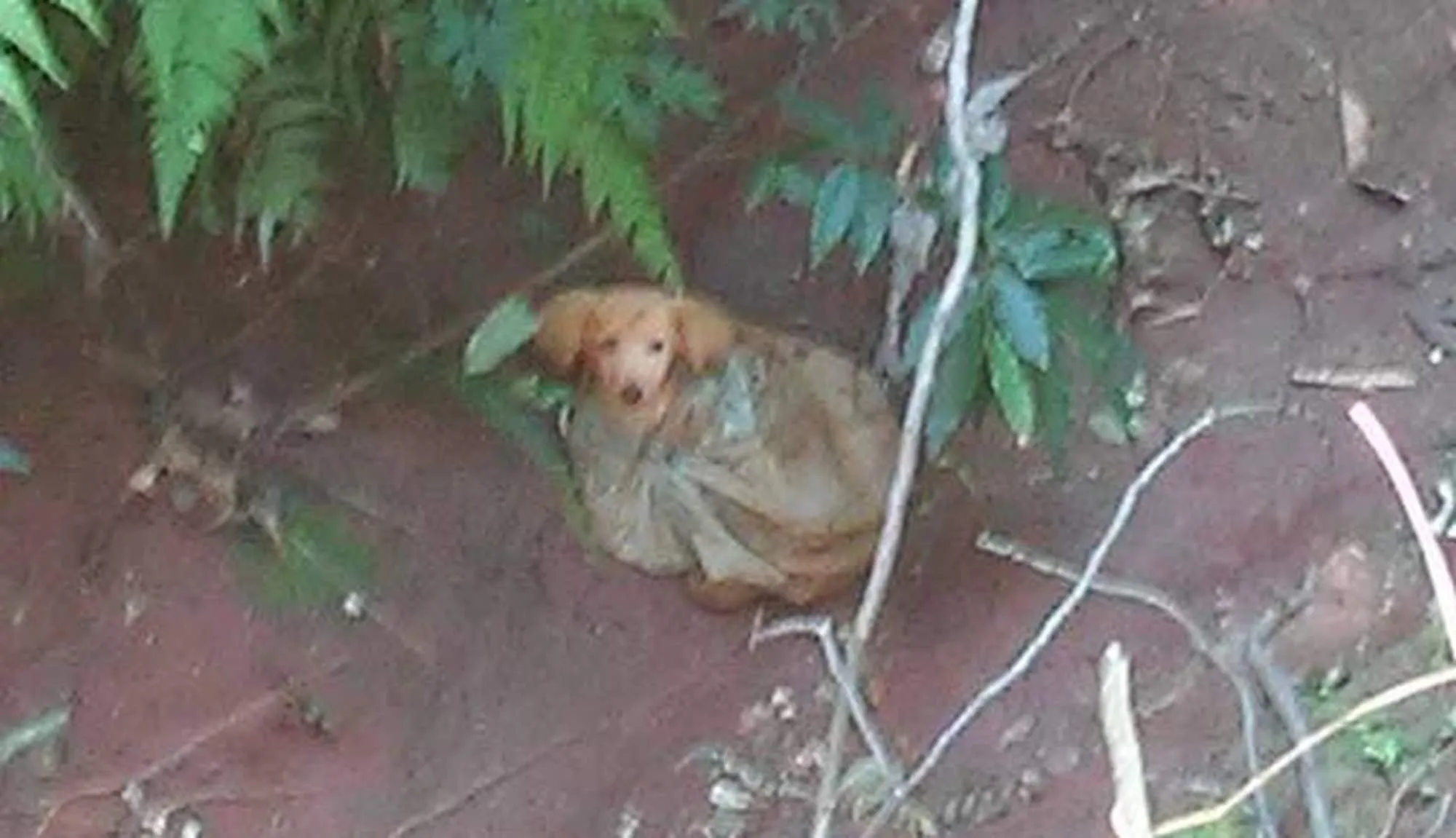 Une publication Facebook sauve la vie d’un chiot abandonné dans un sac en plastique.