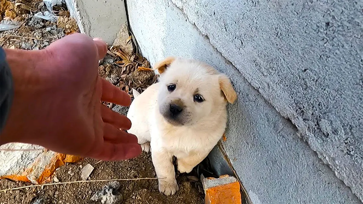 Chiot Perdu Retrouvé Dans Le Jardin D’une Femme – Elle Est Surprise Lorsqu’elle Le Ramasse